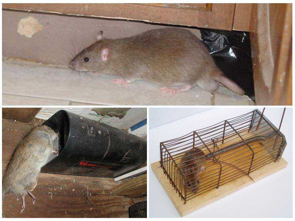 Как бороться с крысами в курятнике: как поймать и избавиться навсегда?