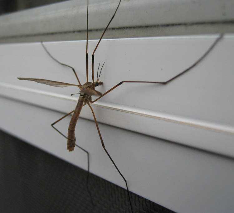Большой комар как называется с длинными ногами фото