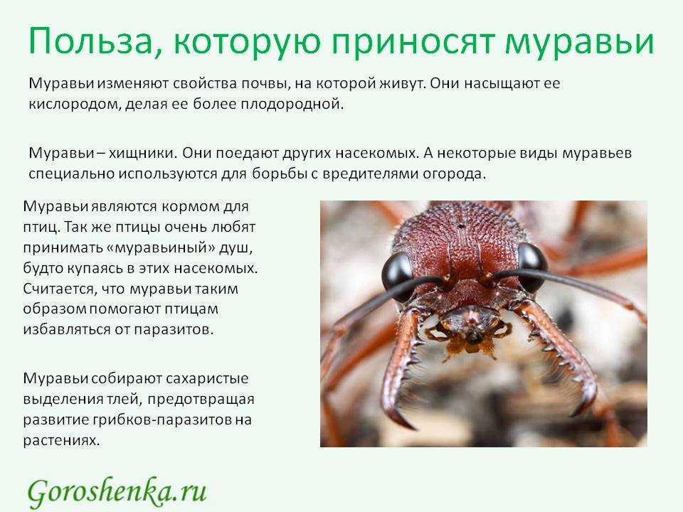 Как бороться с муравьями в огороде и саду: 30 лучших способов
