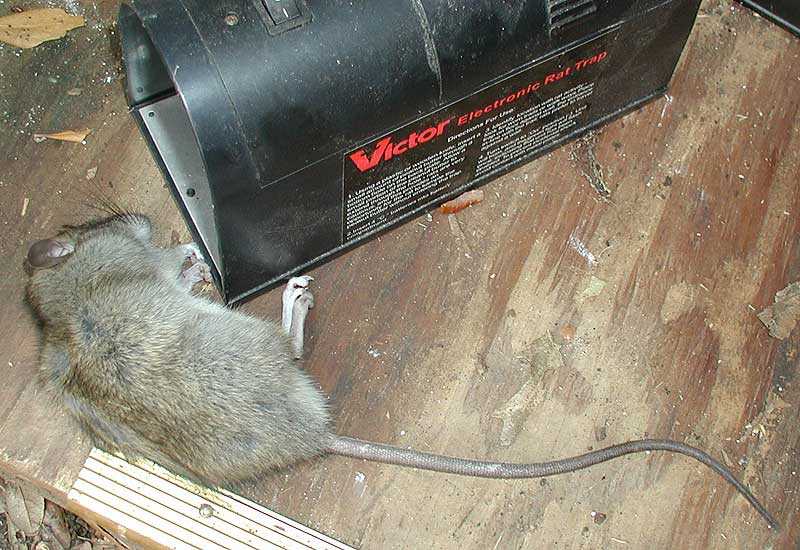Как изготовить ловушку для крыс своими руками