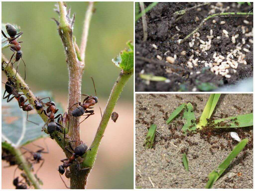 Применение средства муравьед против муравьев. муравьед от садовых муравьев – инструкция и отзывы