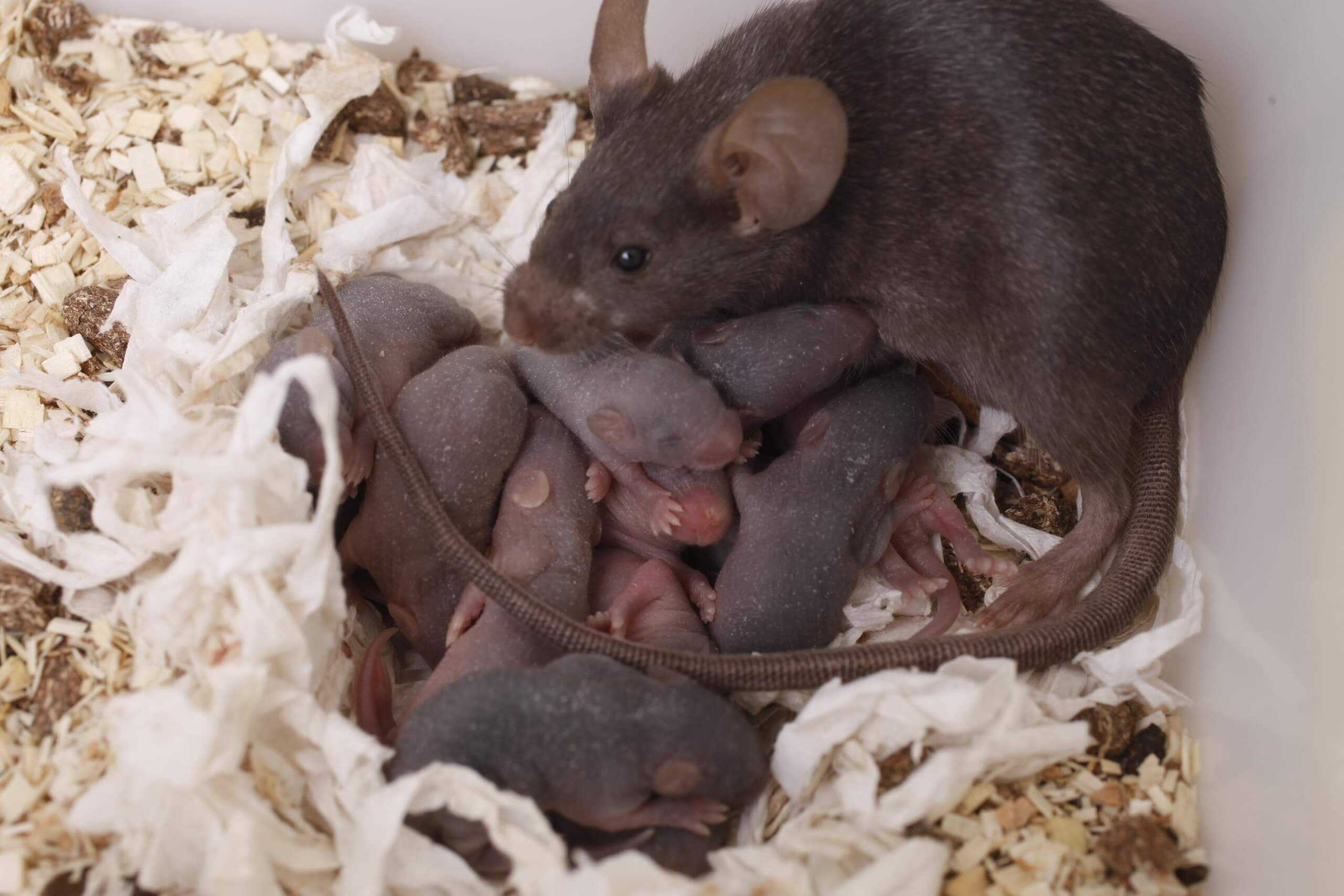 Крысы воруют яйца в курятнике: что делать и как бороться с грызунами