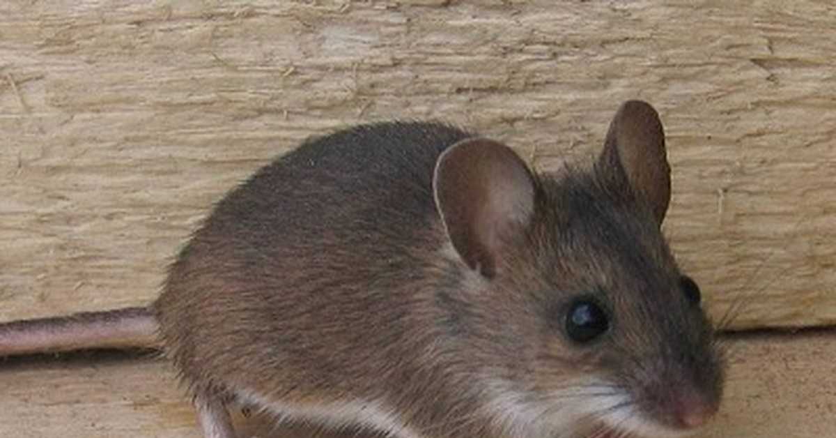 Мышь: фото представителей семейства мышиных, описание видов и пород этих животных