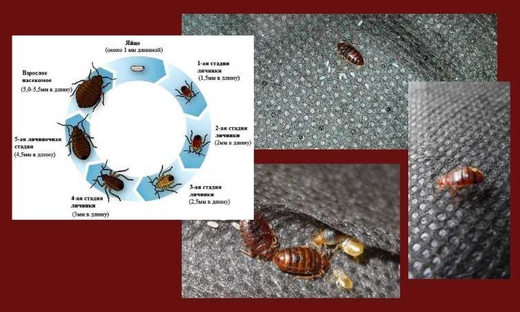 Какой цифрой обозначена на рисунке личинка первого возраста постельного клопа