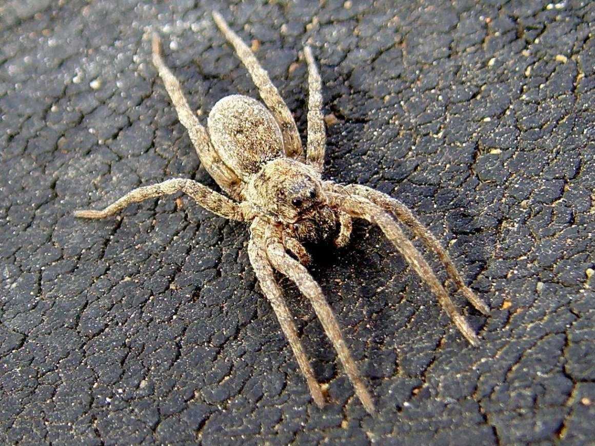 Опасные пауки краснодарского края фото и названия