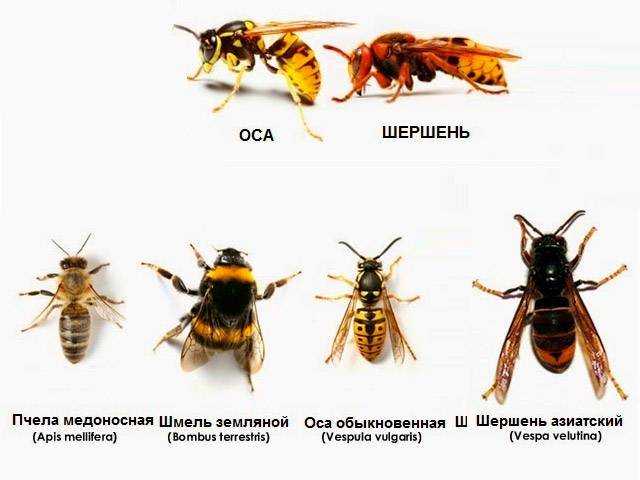 Шершень дыбовского: описание насекомого