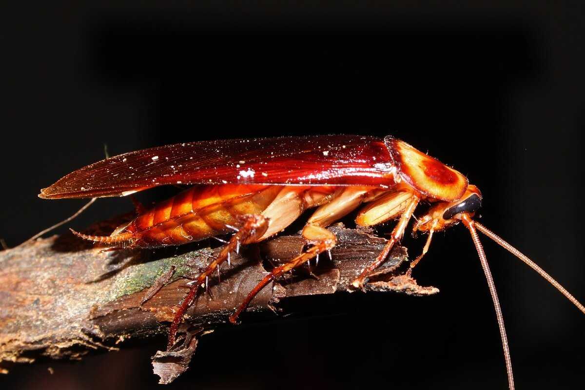 Сколько живут домашние тараканы ? мифы и реальность об их живучести
