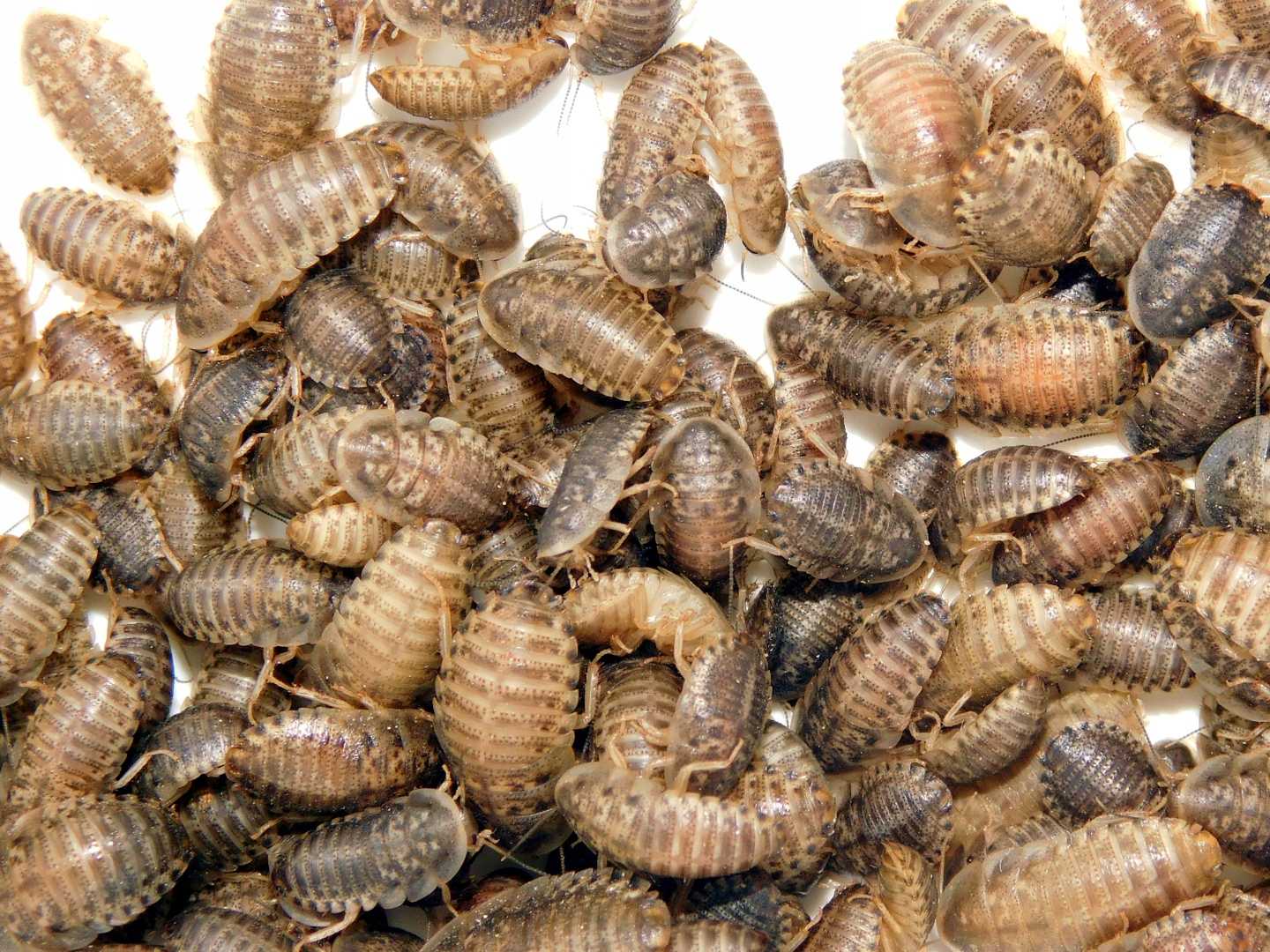 Может ли один таракан размножиться. как и где размножаются тараканы, где искать личинки и яйца