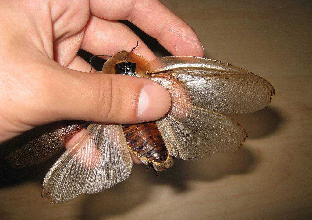 Тараканы летают. Blaberus giganteus. Megaloblatta longipennis. Блаберус Гигантеус пол. Гигантский Лесной таракан.