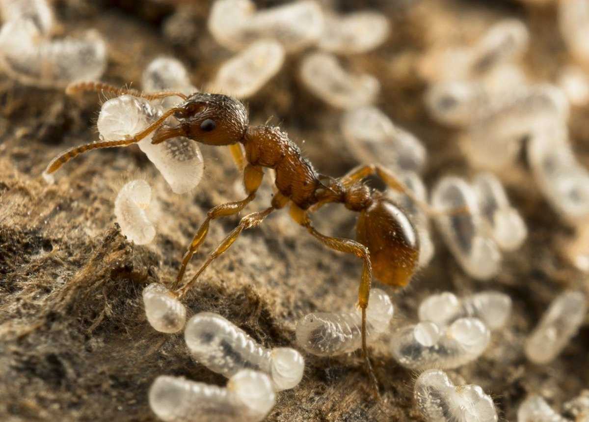 фото мотоциклов муравьев
