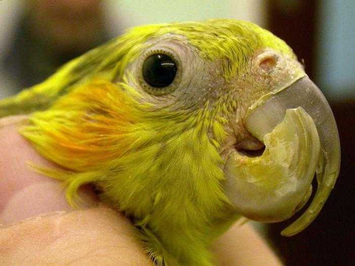 Симптомы и лечение клеща у волнистого попугая