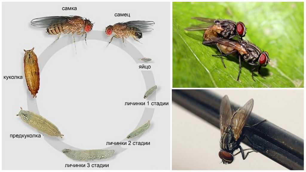 Мушка дрозофила или фруктовые мухи: размножение, личинки, срок жизни.