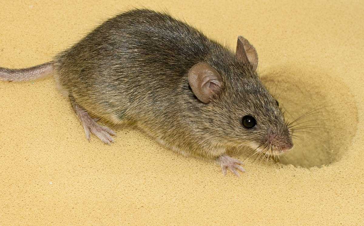 Чего боятся крысы: народные средства, включая запахи и использование утеплителя, который не любят грызуны