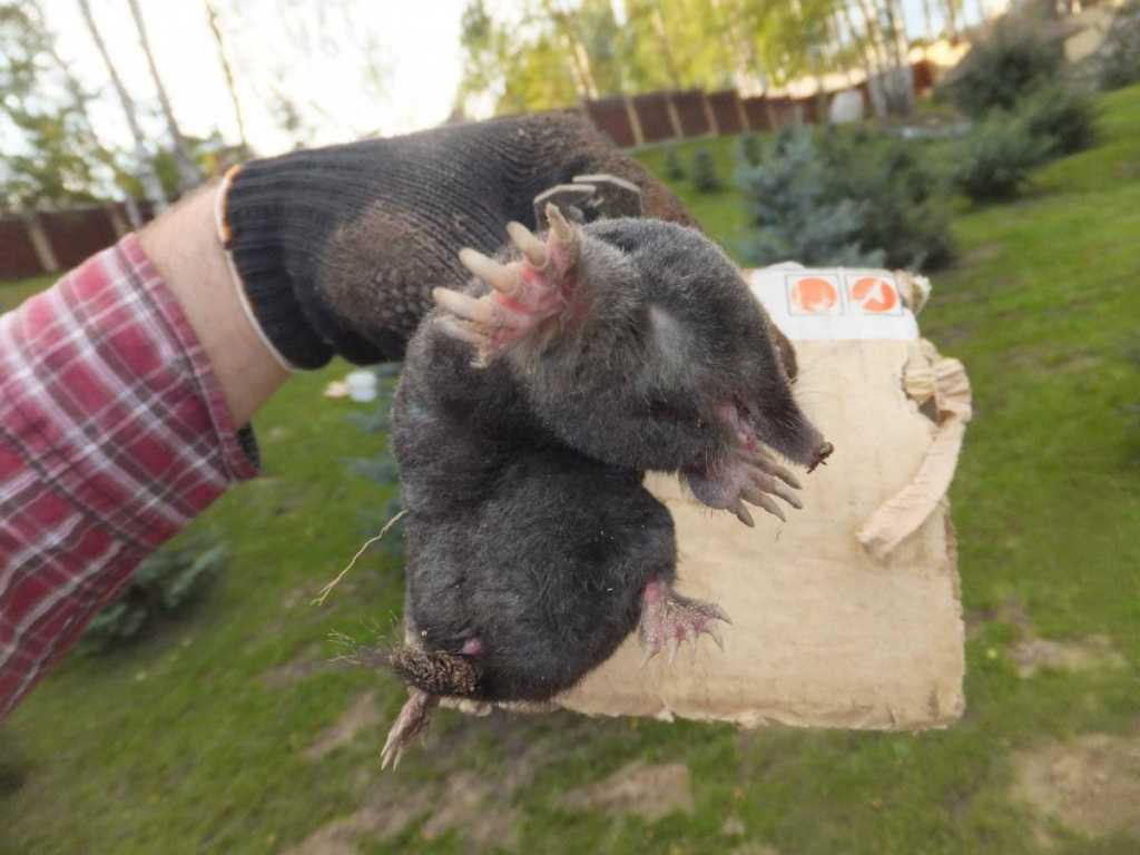 Как бороться с земляными крысами на огороде?