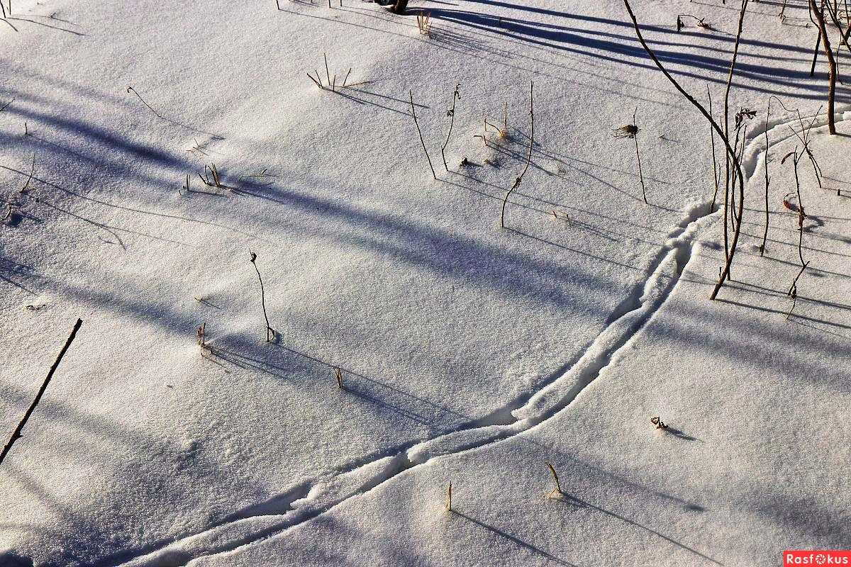 Кто оставил след? следы мышей, крыс и других животных на снегу