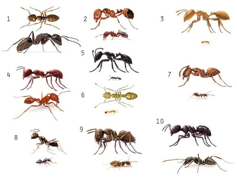 Сколько живет муравей: продолжительность жизни муравьев в доме и дикой природе