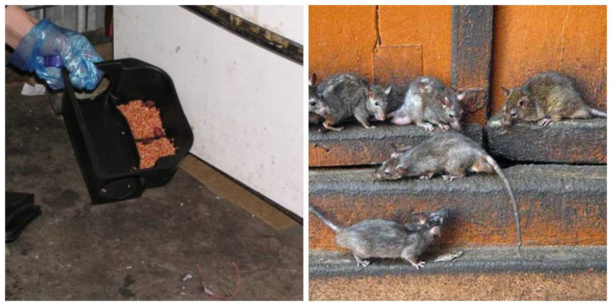 Как избавиться от крыс в курятнике: полезные советы хозяев
