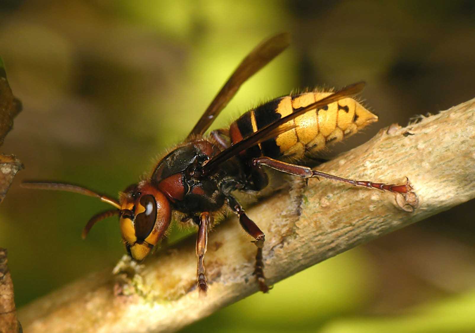 Самые опасные насекомые планеты: 5 видов, от которых стоит держаться подальше
