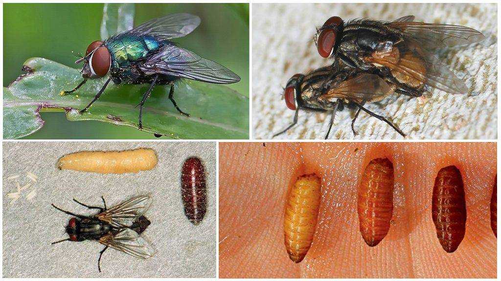 Что едят мухи? разнообразные лакомства для двукрылых :: syl.ru