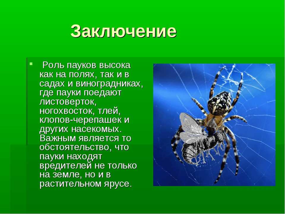 Проект на тему пауки