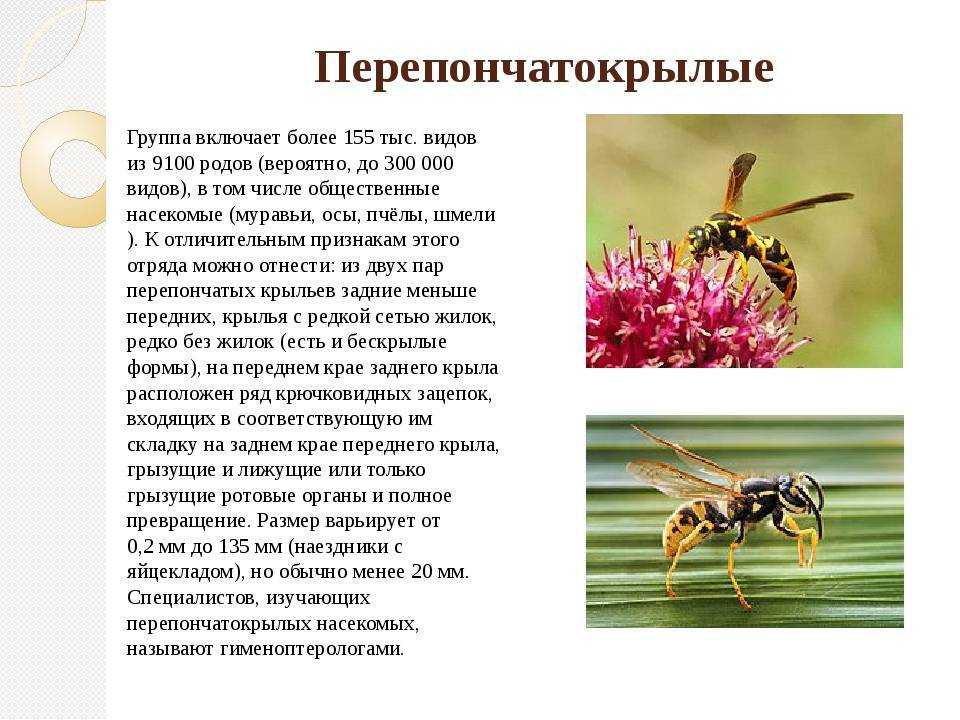 Земляные осы: внешний вид, особенности поведения, опасность укуса, как избавиться от земляных ос на даче, фото