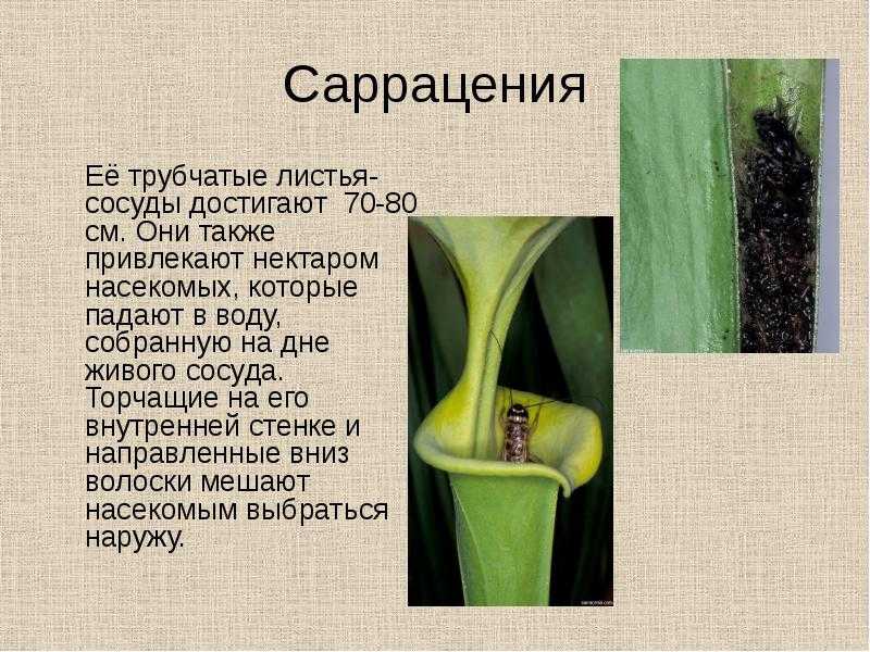 Плотоядные растения - разновидности, описание, фото