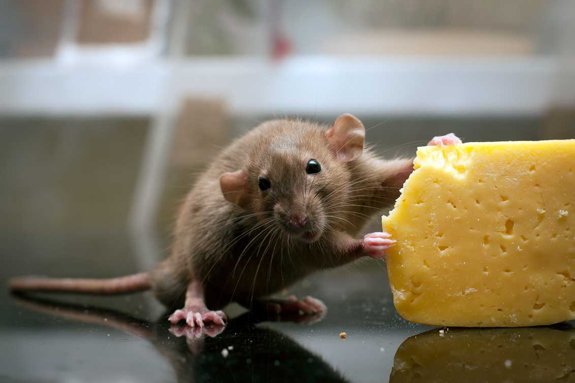 Что едят мыши в природе и в домашних условиях, рацион диких и домашних мышей