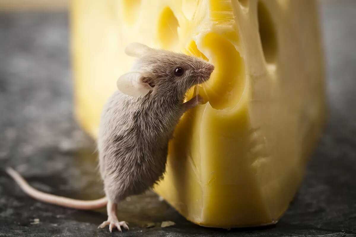 Мыши не любят сыр? мнение ученых. чем можно кормить крысу, а от чего лучше отказаться.
