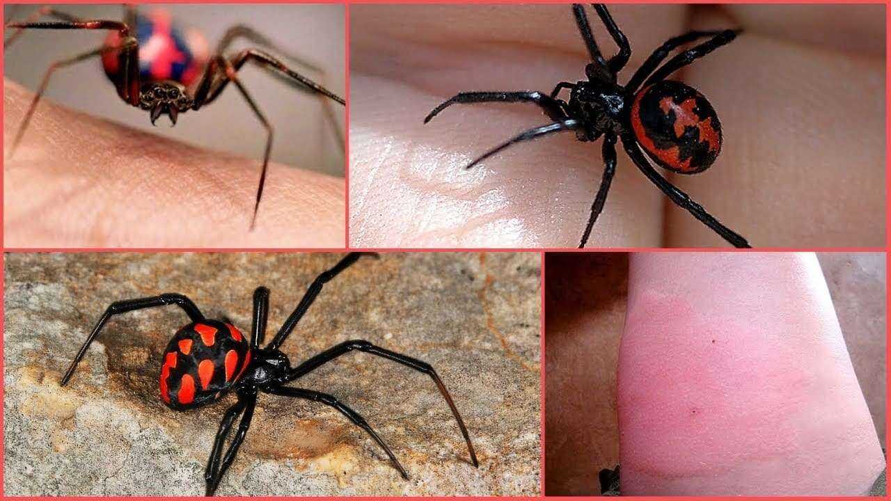 Характеристики австралийского, каёмчатого и полосатого паука-охотника