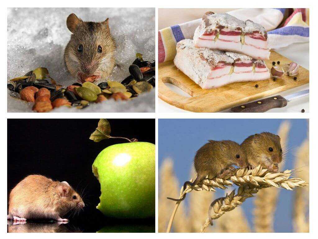 Приманка для мышей в мышеловку: топ 7 эффективных приманок