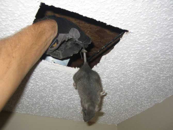 Как избавиться от мышей в квартире навсегда