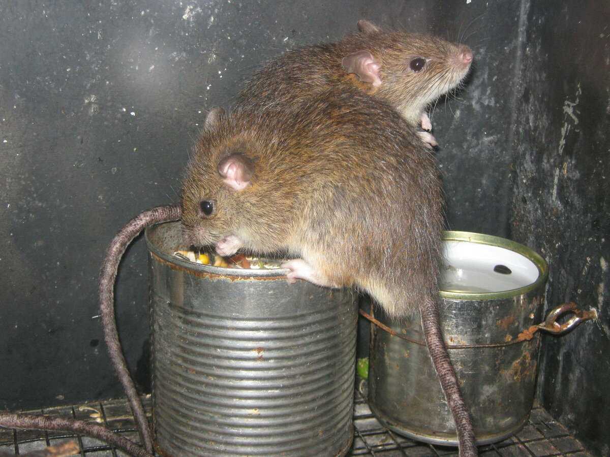 Чем примечательна гамбийская крыса и почему у нее появляется все больше поклонников?