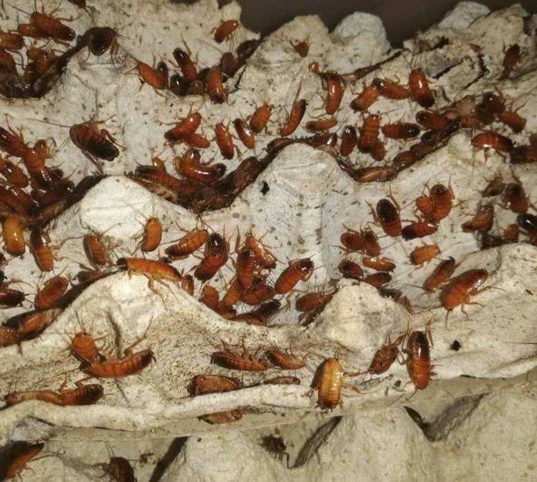 Мадагаскарские шипящие тараканы: правила ухода и содержания