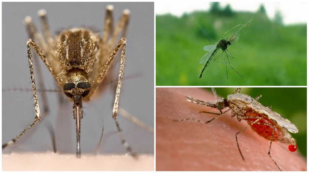 Высота и скорость полета мухи: исследования биологов