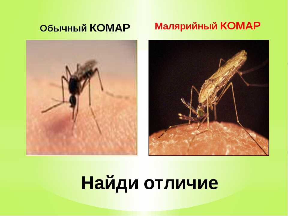 Комары в москве