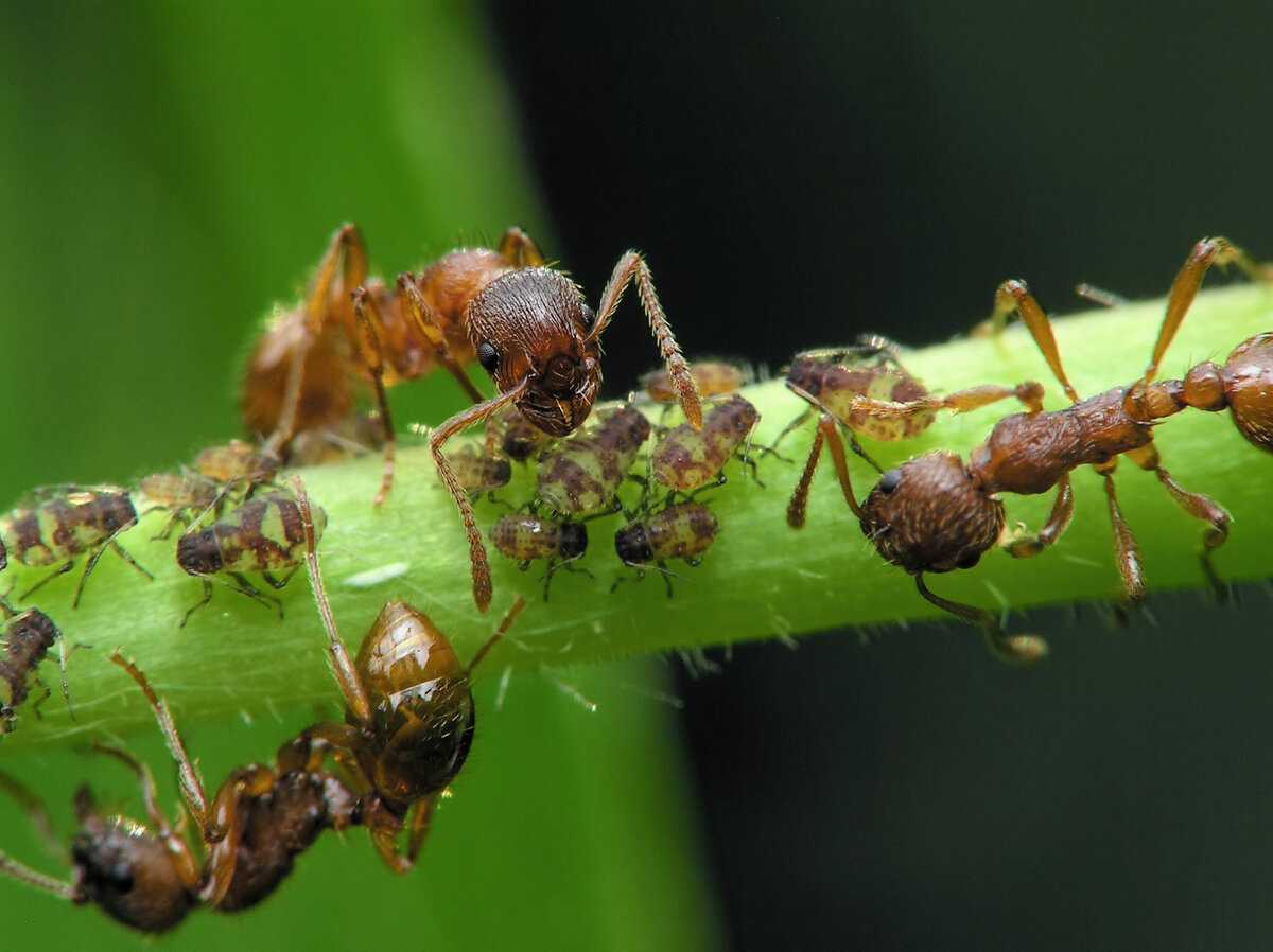 Wasmannia auropunctata. Муравьи вредители. Садовые муравьи Муравейник. Муравьи листорезы.