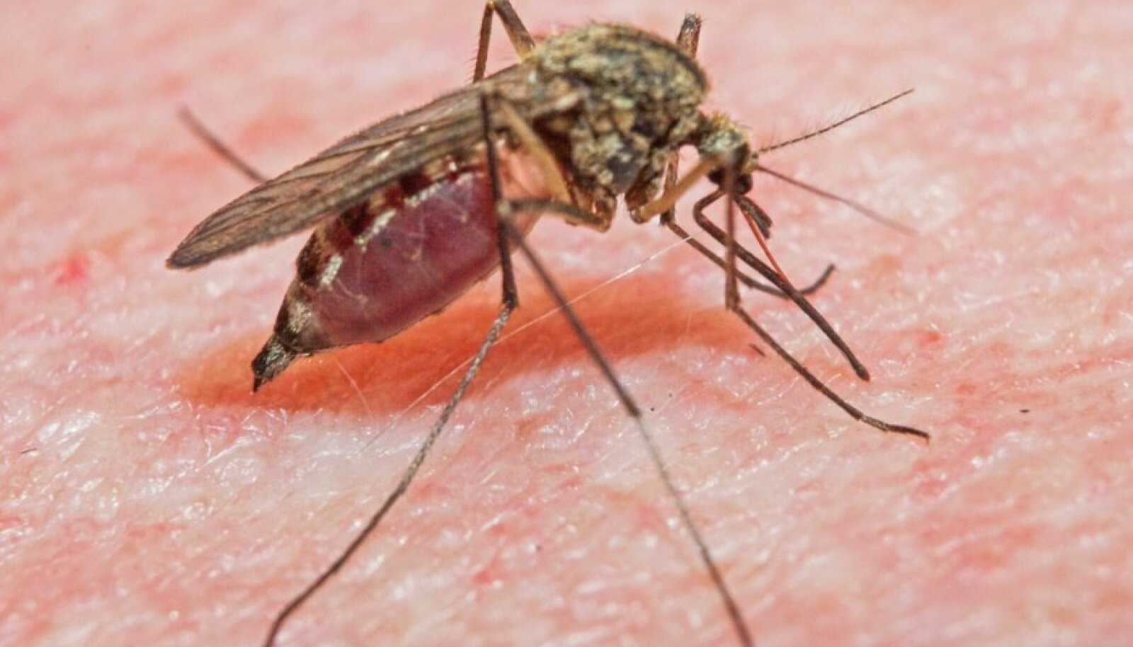 Какая муха меня укусила: как распознать укусы насекомых на даче и что предпринять