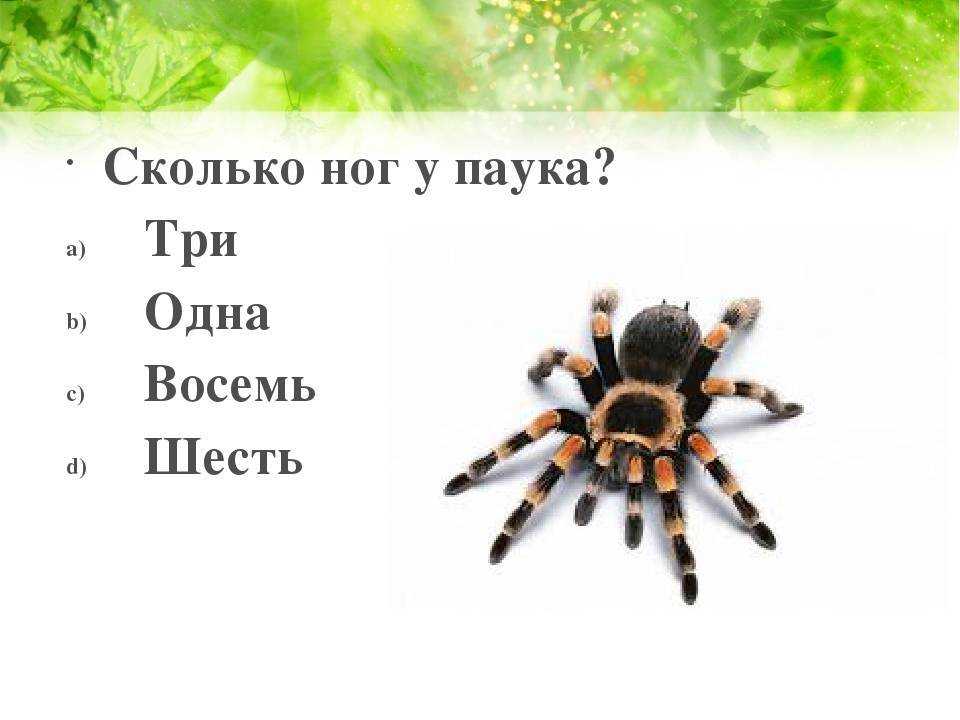 Как паук плетет паутину? где образуется и как используется пауком паутина :: syl.ru