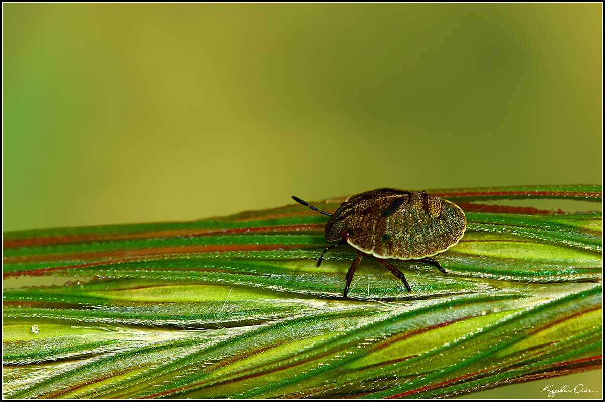 Черепашка вредная - что за насекомое, описание, как выглядит на фото, откуда берётся и чем опасно, инструкция как избавиться