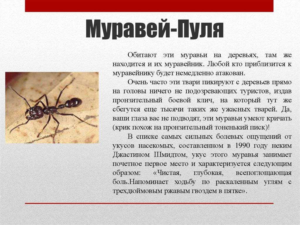 Огненные муравьи – почему мы их боимся?