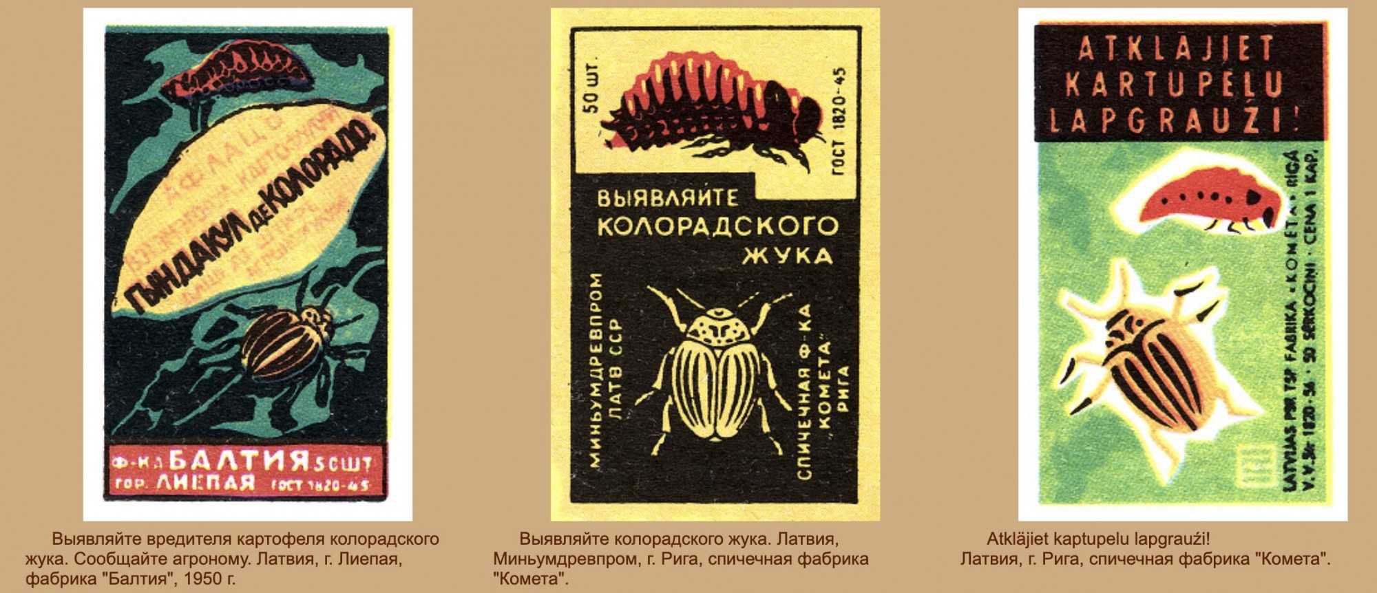 Откуда взялся колорадский жук в россии