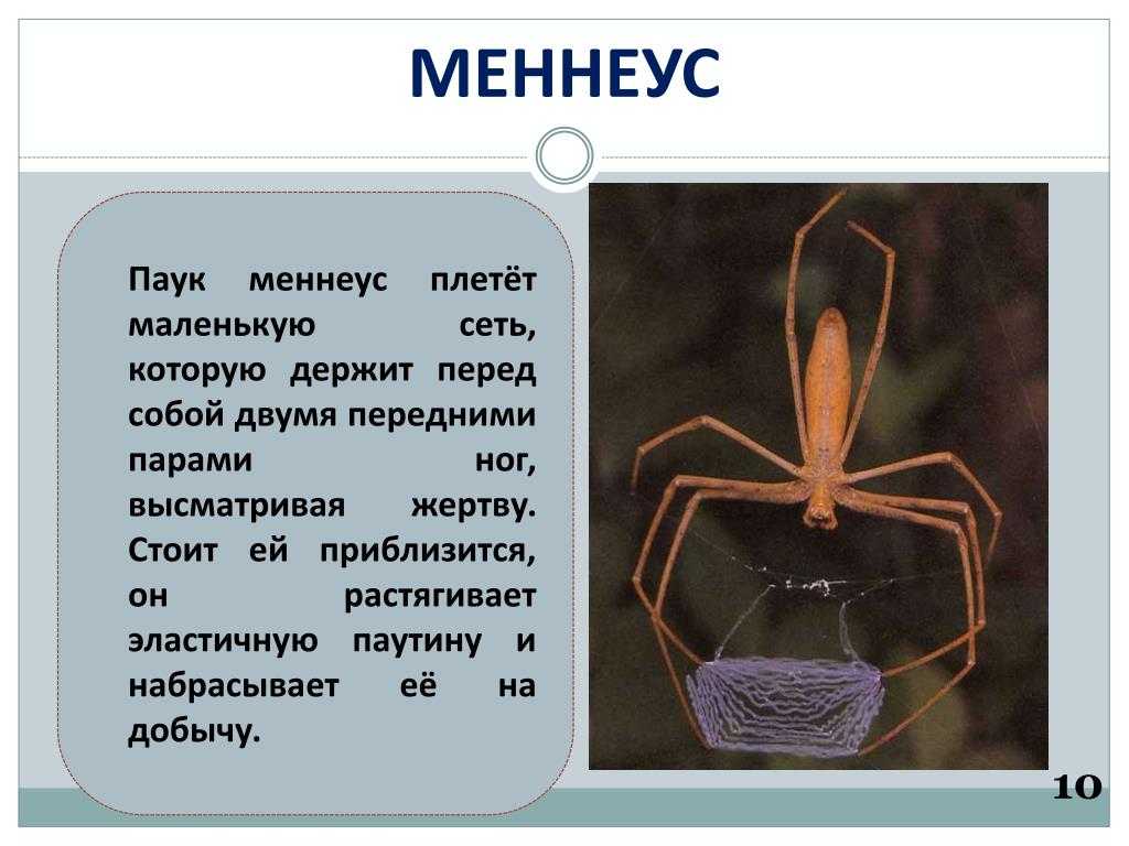 Про паукообразное. Пауки презентация. Доклад про паука. Интересные сведения о пауках для детей. Пауки картинки с описанием.