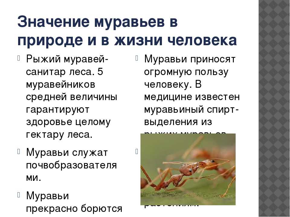 Вредны ли муравьи, и чем они полезны для природы и человека