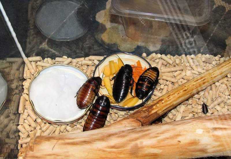 Мраморный кормовой таракан отличная еда для ваших домашних варанов и ящериц