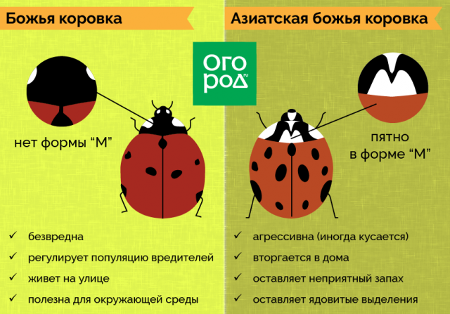 На рисунке изображены божьи коровки проживающие в двух различных местообитаниях какое общее свойство