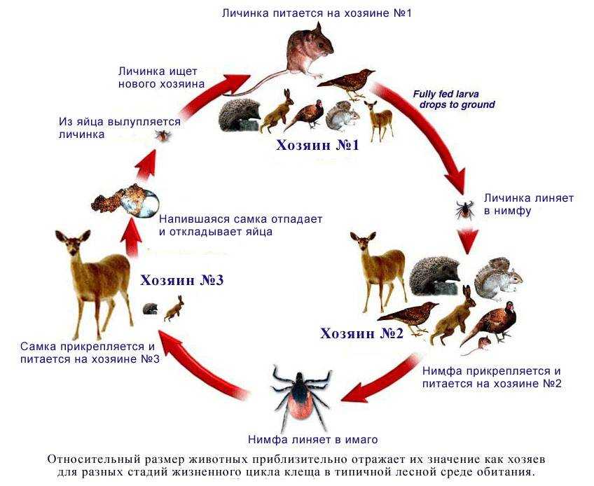 Жизненный цикл иксодового клеща схема