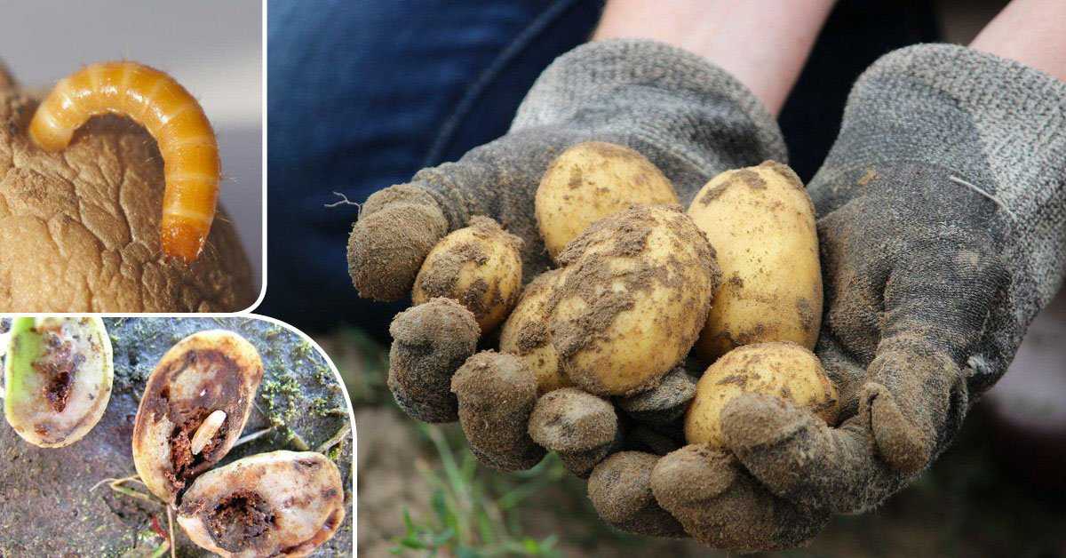 Проволочник в картошке: как избавиться осенью от опасного вредителя