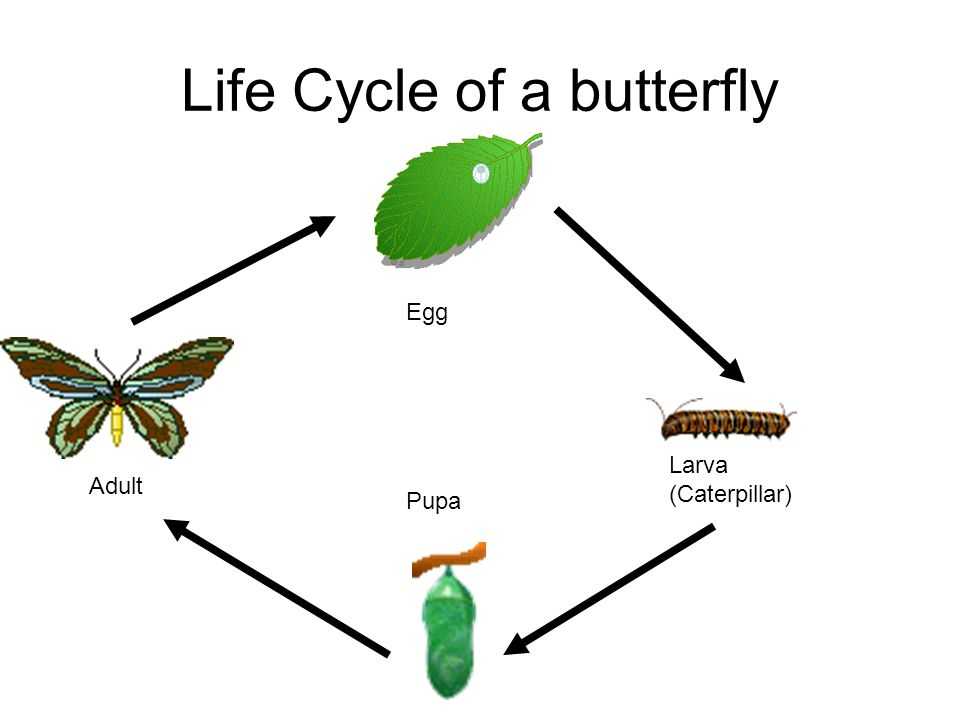 Развитие бабочки схема. Цикл развития бабочки. Жизненный цикл бабочки куколки. Жизненный цикл бабочки схема. Жизненный цикл бабочки для детей.
