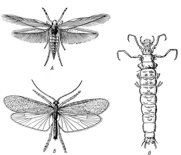 Сколько ног у таракана? виды тараканов: названия, фото, строение