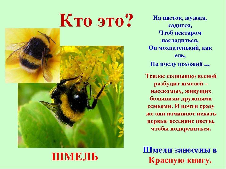 План сообщение о шмелях 2 класс